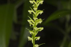 Palegreen Orchid, Platanthera flava var. herbiola