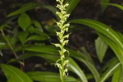 Palegreen Orchid, Platanthera flava var. herbiola