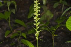 Palegreen Orchid, Platanthera flava var. herbiola