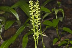 Palegreen Orchid, Platanthera flava var. herbiola