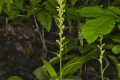 Palegreen Orchid, Platanthera flava var. herbiola