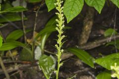 Palegreen Orchid, Platanthera flava var. herbiola