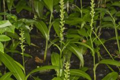 Palegreen Orchid, Platanthera flava var. herbiola