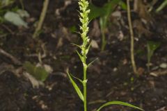 Palegreen Orchid, Platanthera flava var. herbiola