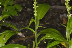 Palegreen Orchid, Platanthera flava var. herbiola