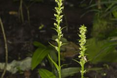 Palegreen Orchid, Platanthera flava var. herbiola