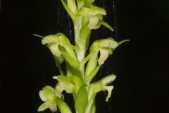 Palegreen Orchid, Platanthera flava var. herbiola