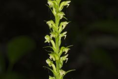 Palegreen Orchid, Platanthera flava var. herbiola