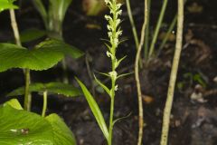 Palegreen Orchid, Platanthera flava var. herbiola