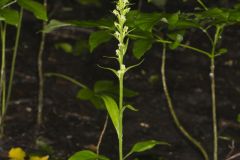 Palegreen Orchid, Platanthera flava var. herbiola