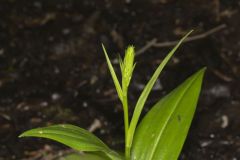 Palegreen Orchid, Platanthera flava var. herbiola