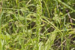 Palegreen Orchid, Platanthera flava var. herbiola