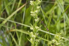 Palegreen Orchid, Platanthera flava var. herbiola