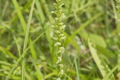 Palegreen Orchid, Platanthera flava var. herbiola