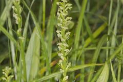 Palegreen Orchid, Platanthera flava var. herbiola