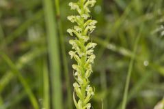 Palegreen Orchid, Platanthera flava var. herbiola