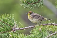 Palm Warbler, Setophaga palmarum