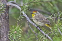 Palm Warbler, Setophaga palmarum