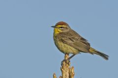 Palm Warbler, Setophaga palmarum