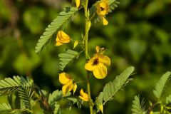 Partridge Pea, Chamaecrista fasciculata