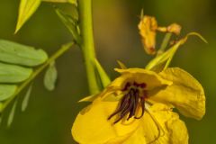 Partridge Pea, Chamaecrista fasciculata