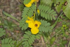 Partridge Pea, Chamaecrista fasciculata