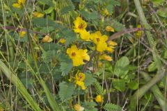 Partridge Pea, Chamaecrista fasciculata