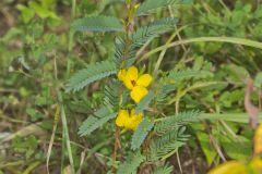 Partridge Pea, Chamaecrista fasciculata