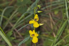 Partridge Pea, Chamaecrista fasciculata