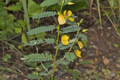 Partridge Pea, Chamaecrista fasciculata