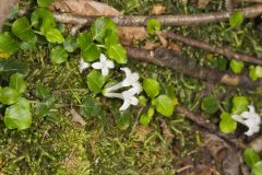 Partridgeberry, Mitchella repens