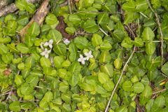 Partridgeberry, Mitchella repens