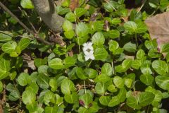 Partridgeberry, Mitchella repens