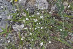 Pasture Heliotrope, Heliotropium tenellum