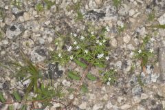 Pasture Heliotrope, Heliotropium tenellum