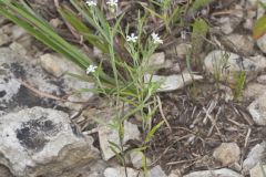 Pasture Heliotrope, Heliotropium tenellum