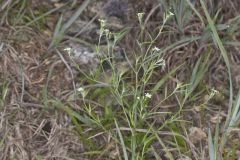 Pasture Heliotrope, Heliotropium tenellum