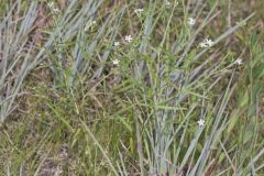 Pasture Heliotrope, Heliotropium tenellum