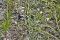 Pasture Heliotrope, Heliotropium tenellum