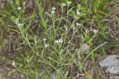 Pasture Heliotrope, Heliotropium tenellum