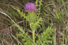 Pasture Thistle, Cirsium pumilum