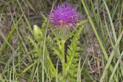 Pasture Thistle, Cirsium pumilum