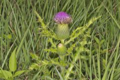 Pasture Thistle, Cirsium pumilum