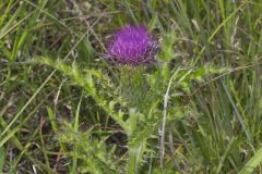 Pasture Thistle, Cirsium pumilum