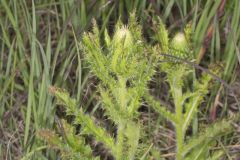 Pasture Thistle, Cirsium pumilum