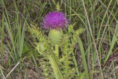 Pasture Thistle, Cirsium pumilum