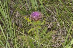 Pasture Thistle, Cirsium pumilum