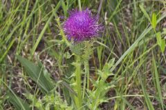 Pasture Thistle, Cirsium pumilum