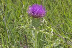 Pasture Thistle, Cirsium pumilum