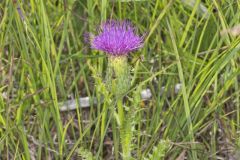 Pasture Thistle, Cirsium pumilum